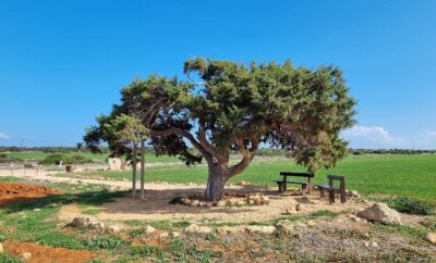 Juniper Tree