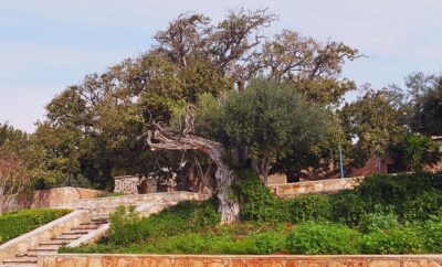 Sycamore Tree